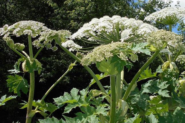 Heracleum_mantegazzianum_2015-06-16_040