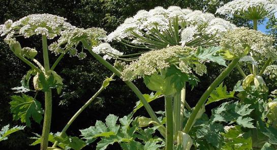 Heracleum_mantegazzianum_2015-06-16_040